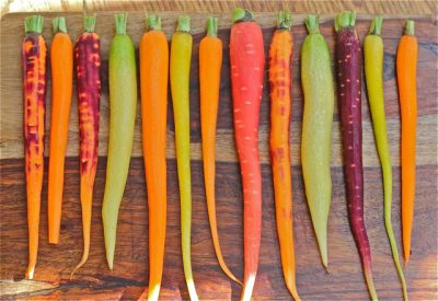 Carrots in a roow